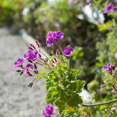 Casas Do Barrio וילה *